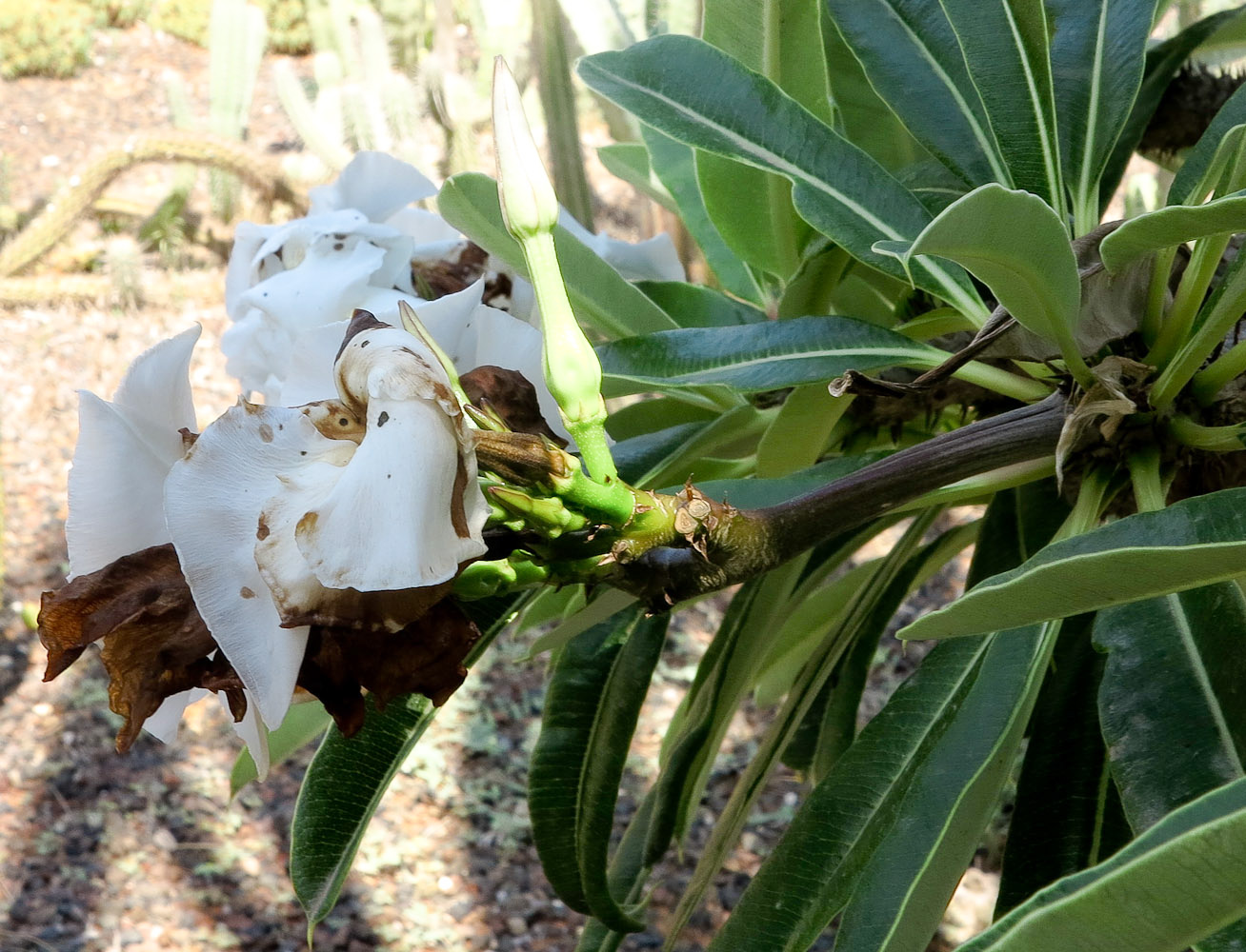 Image of Pachypodium lamerei specimen.