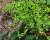 Stellaria crassifolia