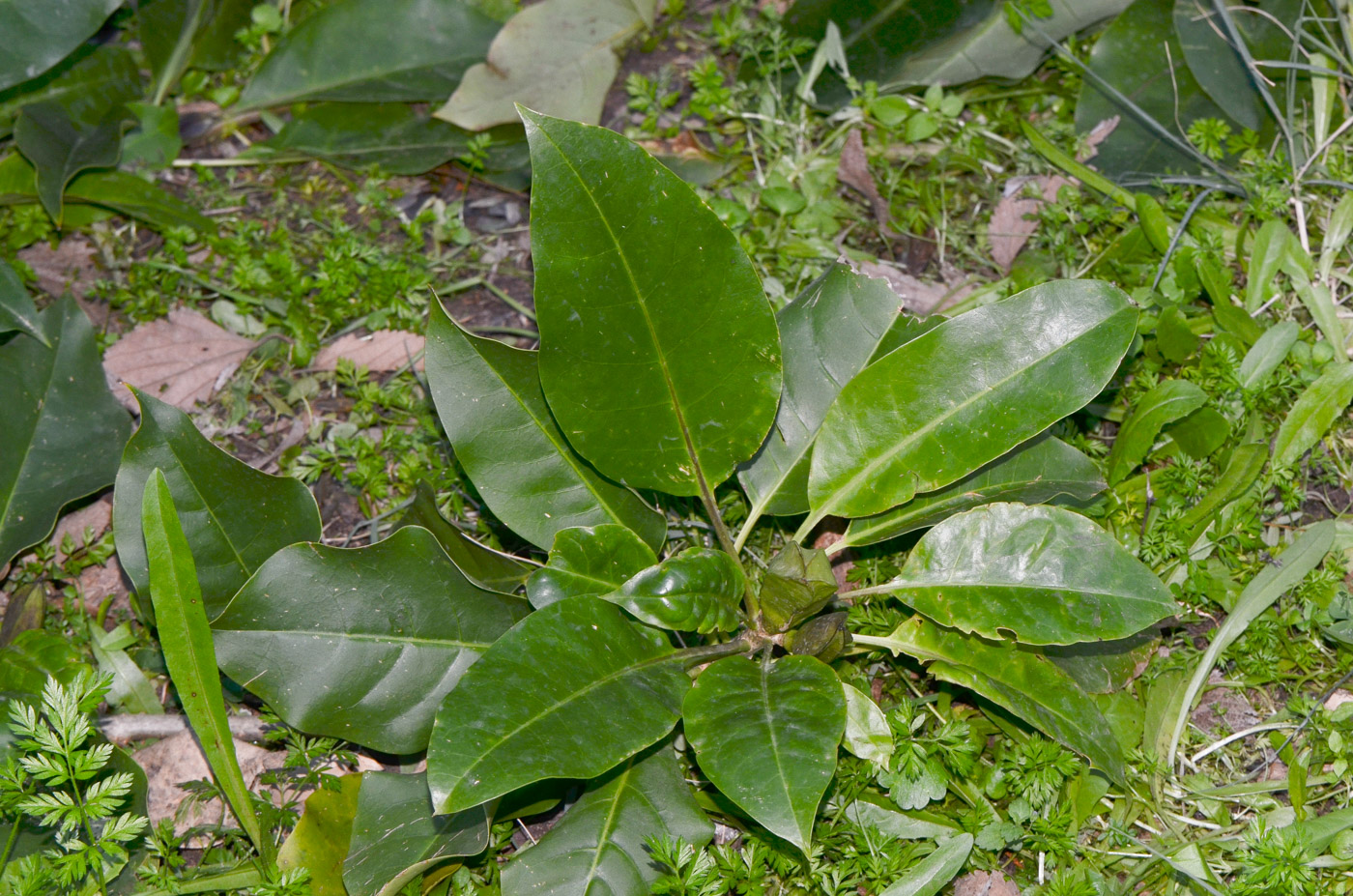 Image of Solandra maxima specimen.