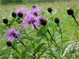 Centaurea carpatica