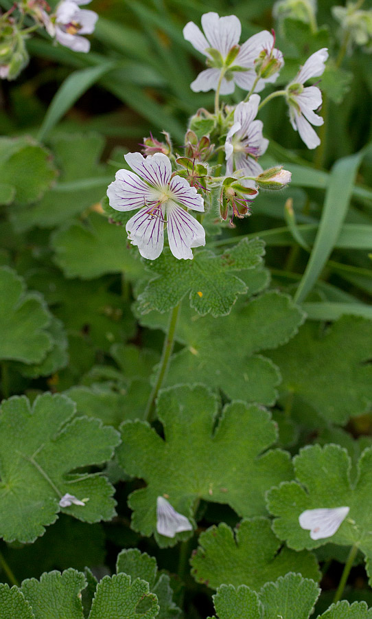 Image of Geranium renardii specimen.