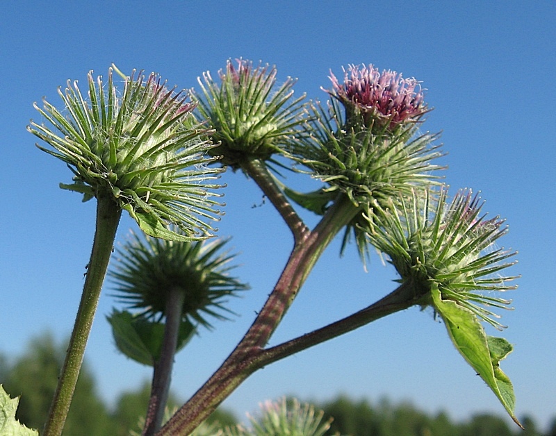 Image of Arctium &times; ambiguum specimen.