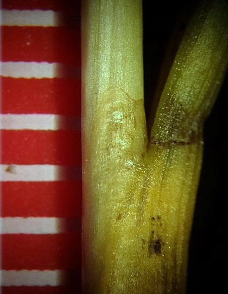 Image of Juncus gracillimus specimen.