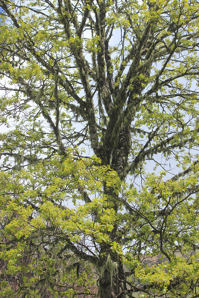 Image of Acer platanoides specimen.