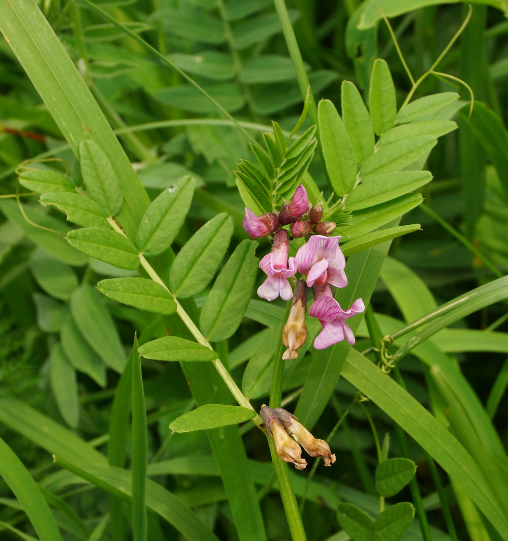 Image of Vicia sepium specimen.