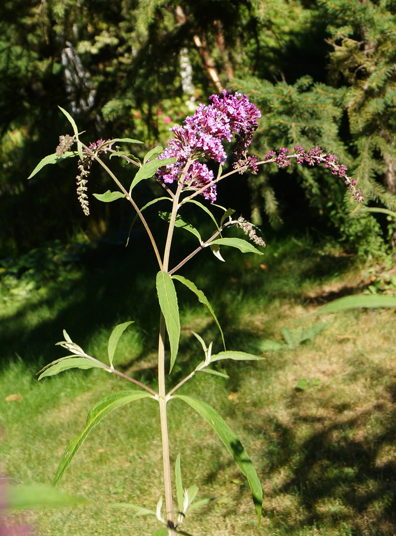 Изображение особи Buddleja davidii.