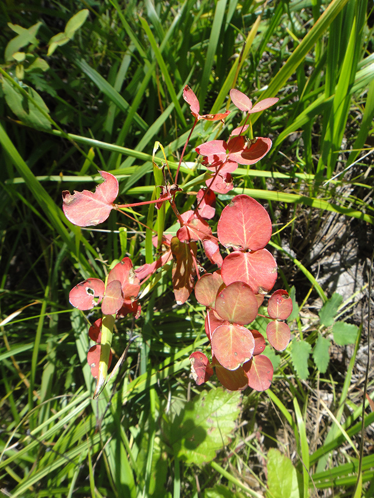 Image of genus Euphorbia specimen.