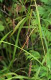 Carex cryptocarpa