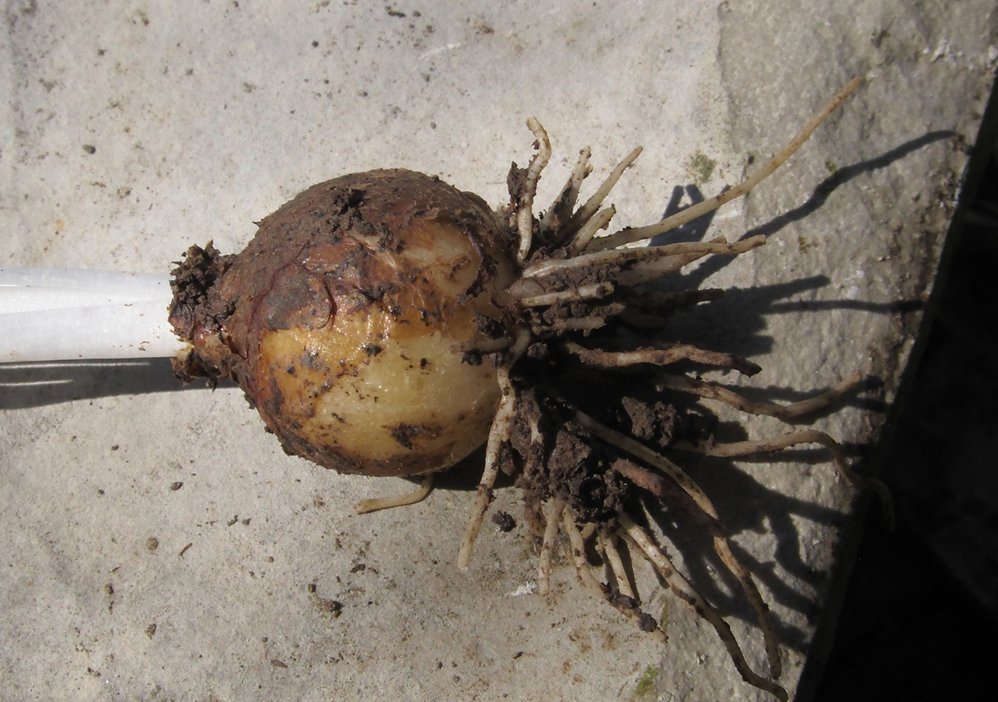 Image of Ornithogalum woronowii specimen.