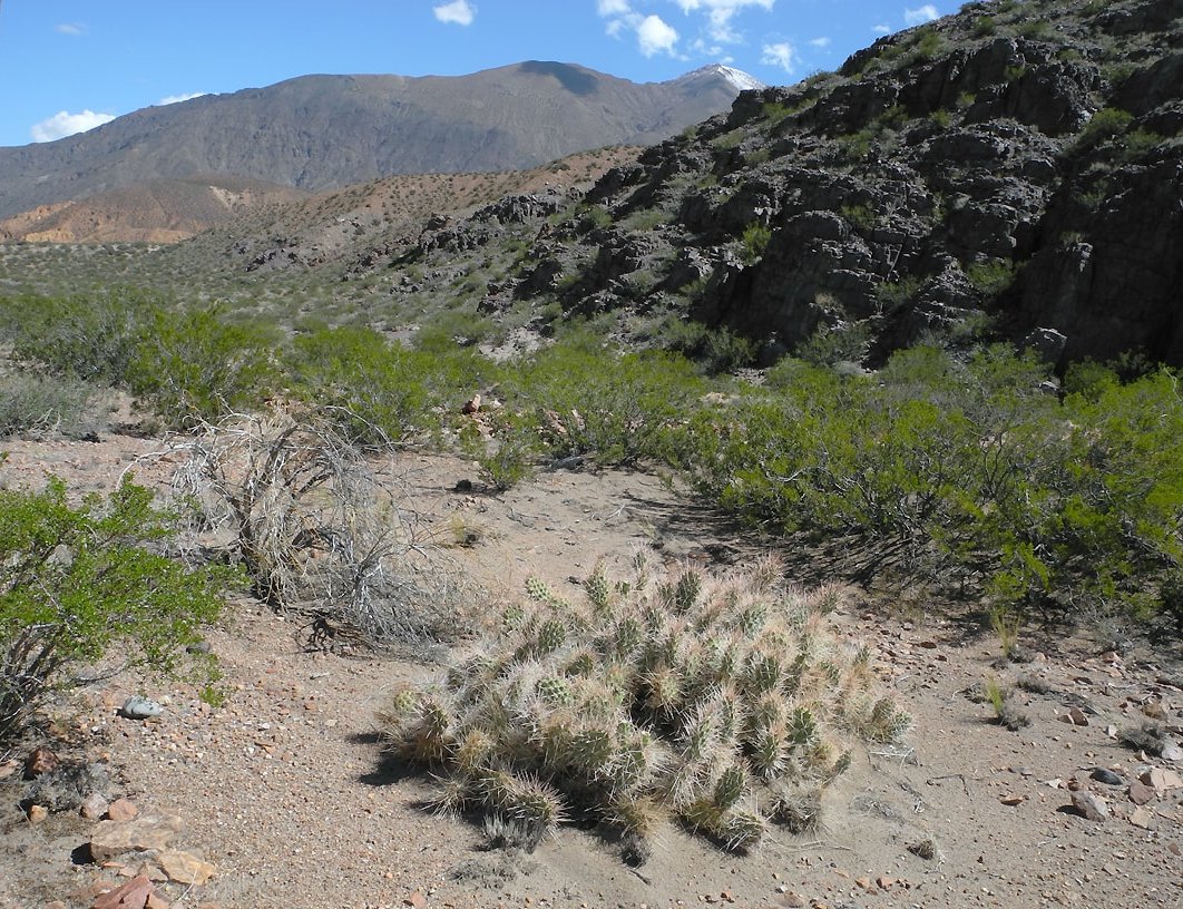 Image of Opuntia sulphurea specimen.