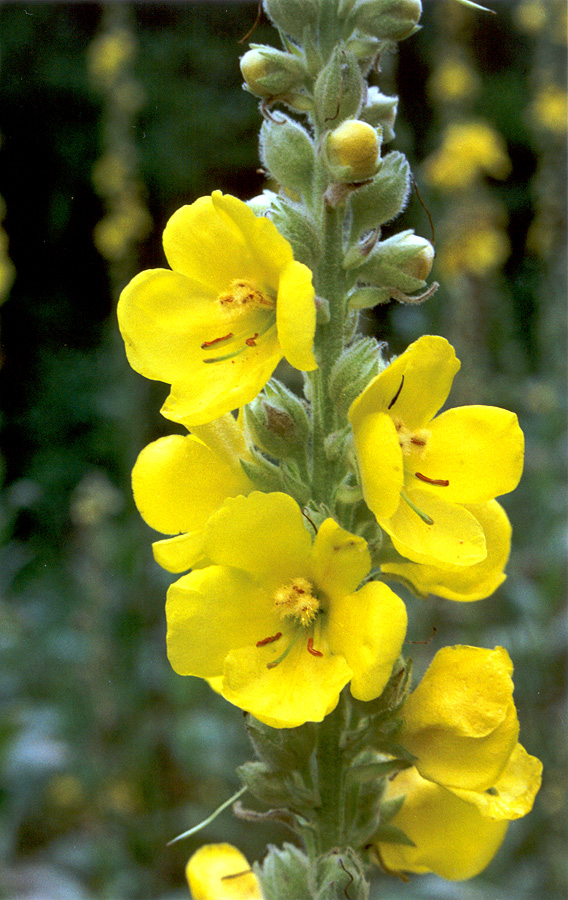 Image of Verbascum densiflorum specimen.