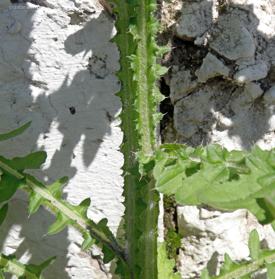 Image of Carduus crispus specimen.