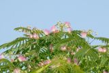 Albizia julibrissin