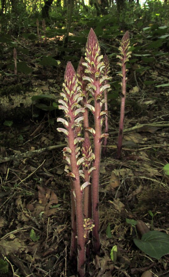 Image of Orobanche hederae specimen.