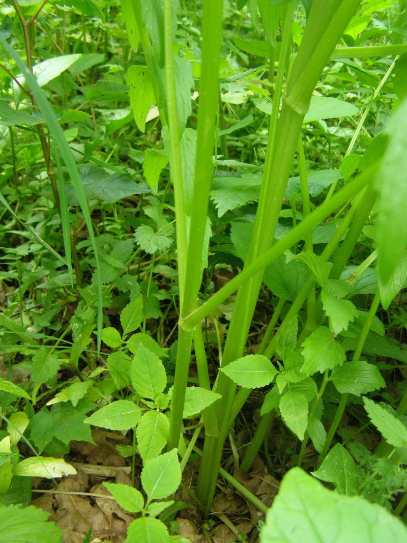 Image of Valeriana officinalis specimen.