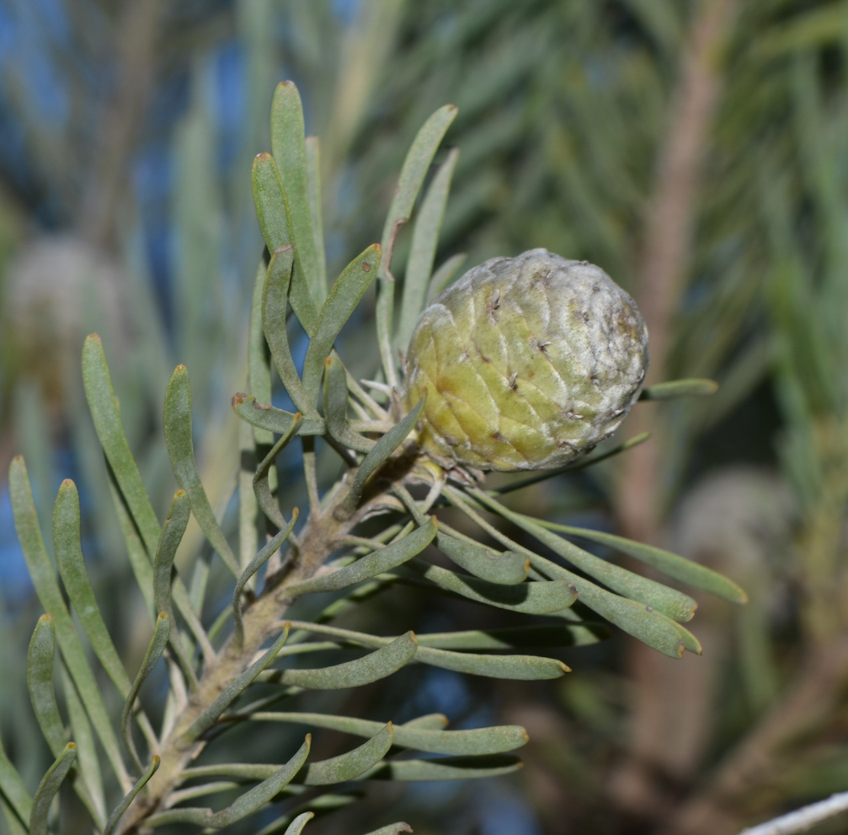 Изображение особи Leucadendron galpinii.