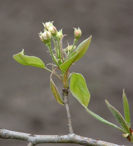 Image of genus Pyrus specimen.