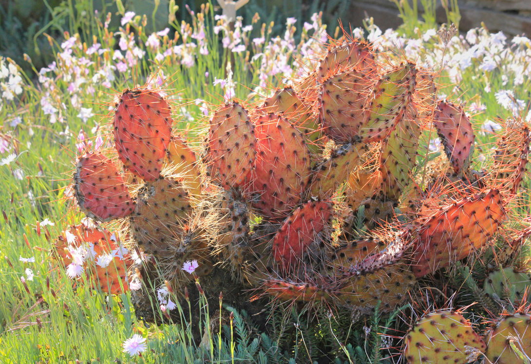 Image of genus Opuntia specimen.