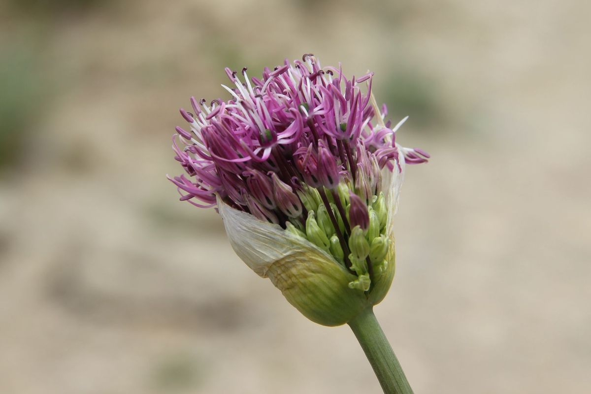 Image of Allium jesdianum ssp. angustitepalum specimen.