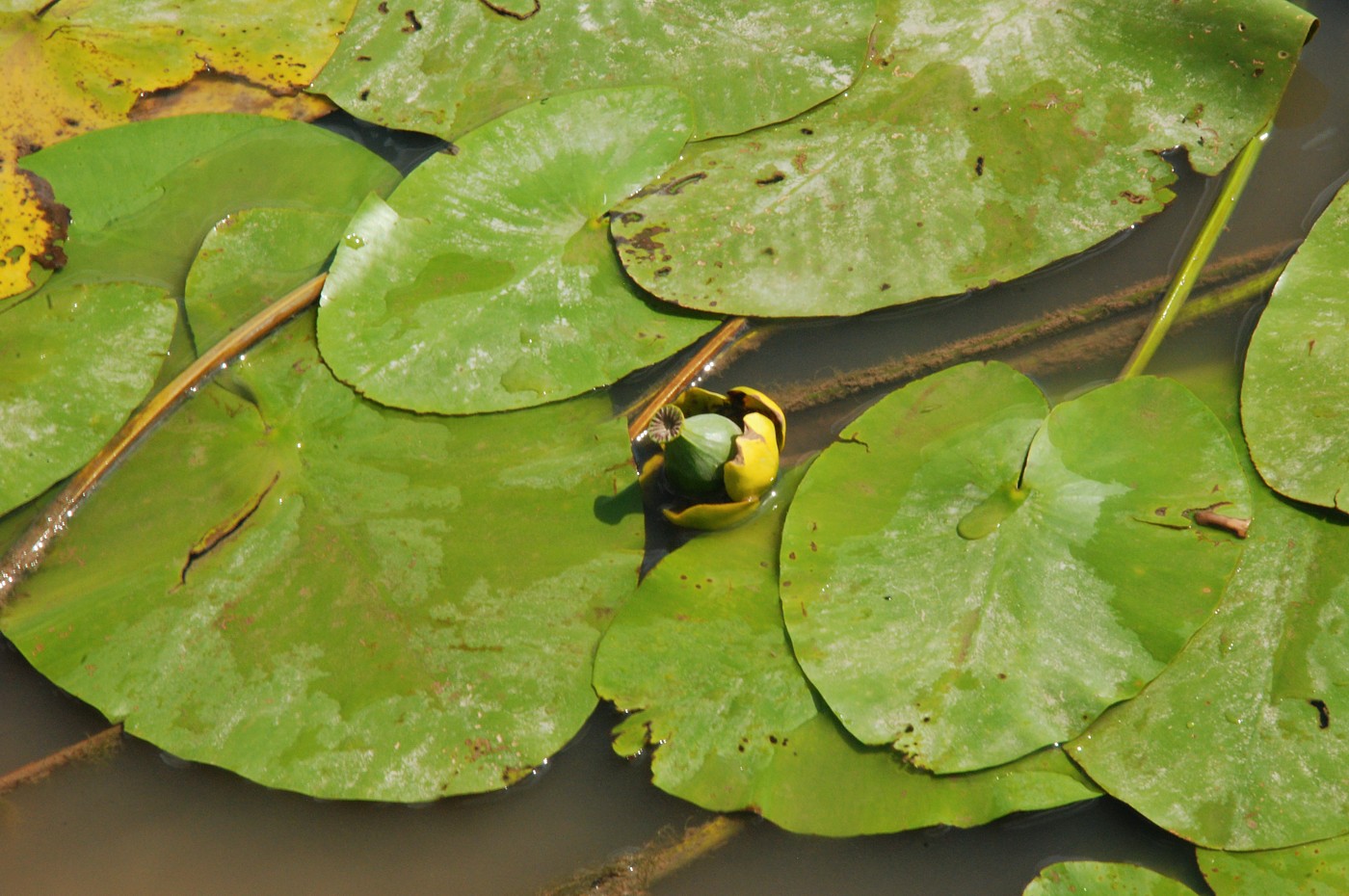 Изображение особи Nuphar lutea.