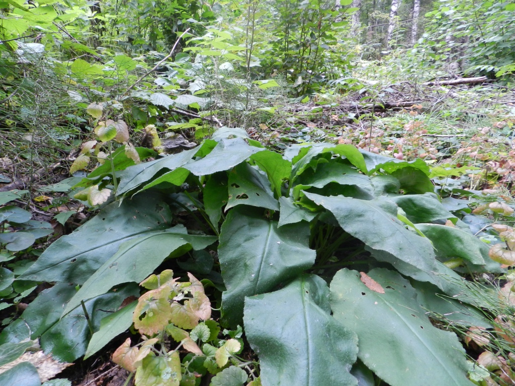 Image of Pulmonaria obscura specimen.