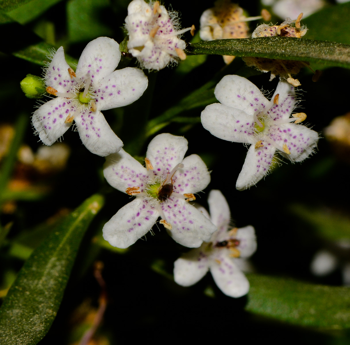 Изображение особи Myoporum parvifolium.