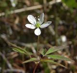 Anemone debilis. Цветок и листья. Магаданская обл., окр. г. Магадан, пос. Снежная Долина, бассейн р. Дукча, пойменный лиственничник. 10.06.2017.