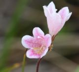 Linnaea borealis