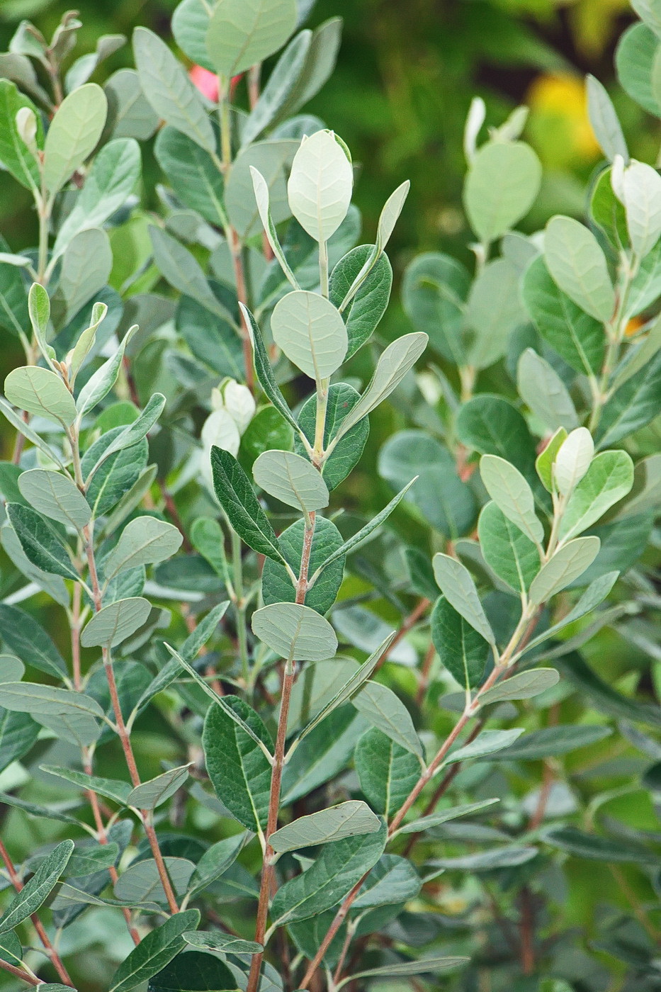 Image of Acca sellowiana specimen.