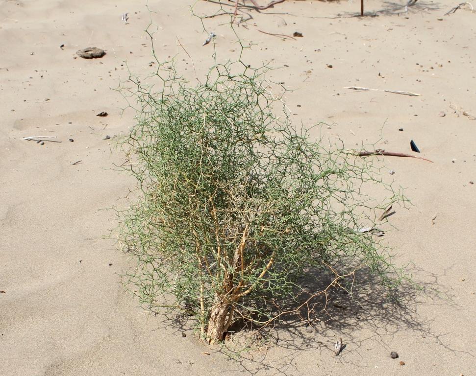 Image of Convolvulus erinaceus specimen.