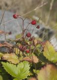 Fragaria vesca. Верхушки побегов с подсыхающими спелыми плодами. Мурманская обл., окр. пос. Росляково, берег Кольского залива, луговинка на каменистом склоне. 03.09.2017.