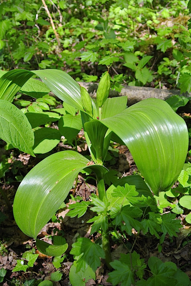 Image of Colchicum umbrosum specimen.