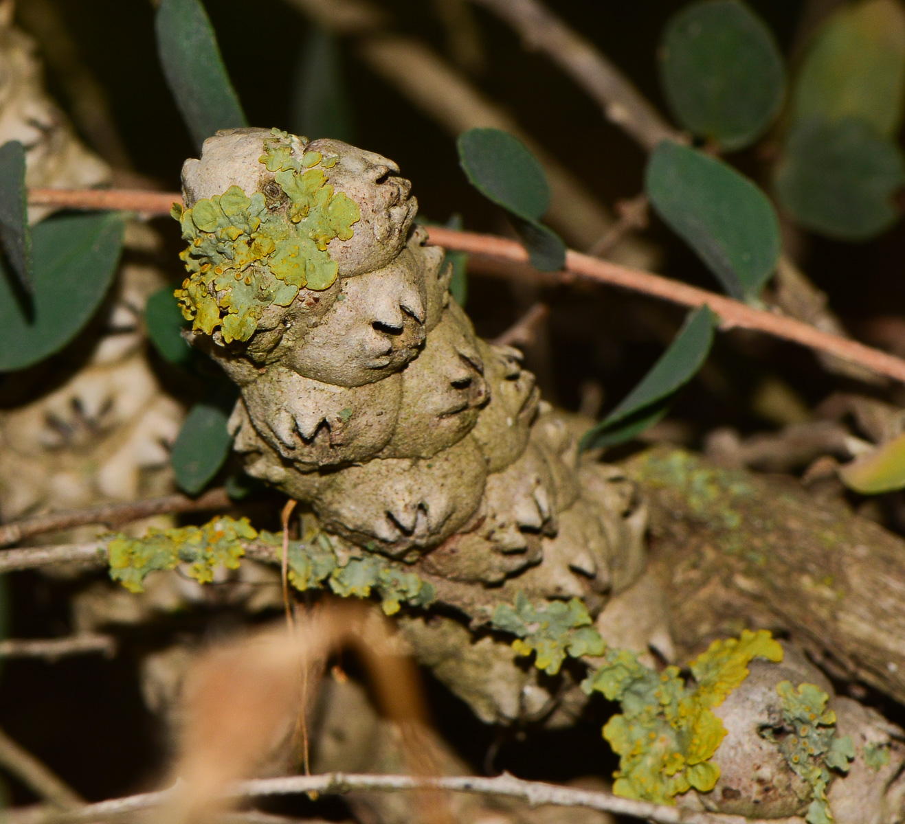 Image of Melaleuca elliptica specimen.