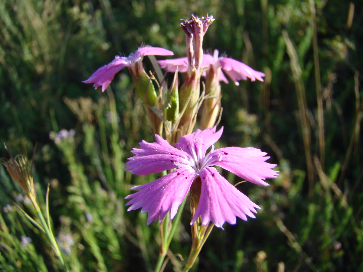 Image of Dianthus semenovii specimen.