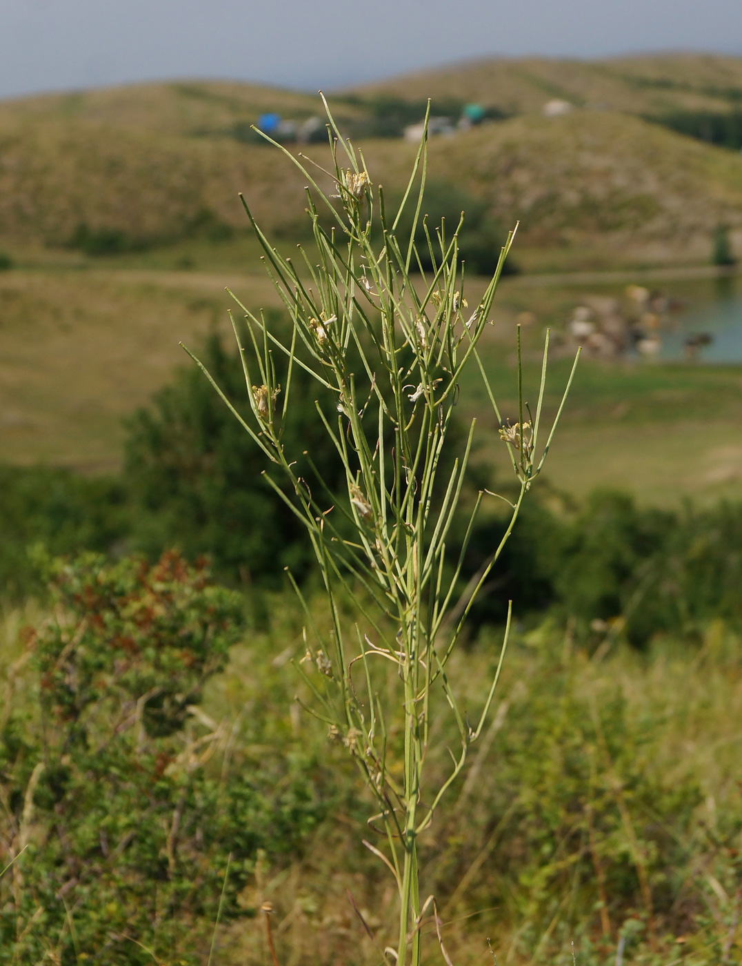 Image of Erysimum canescens specimen.