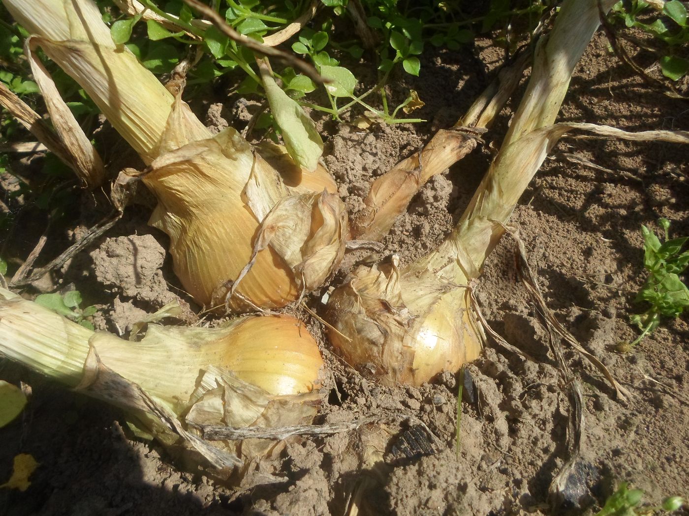 Image of Allium ascalonicum specimen.