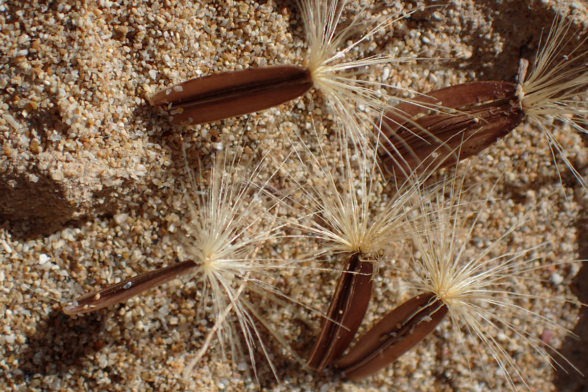 Image of Hyoseris lucida specimen.