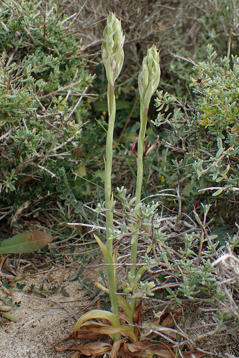 Изображение особи Anacamptis sancta.