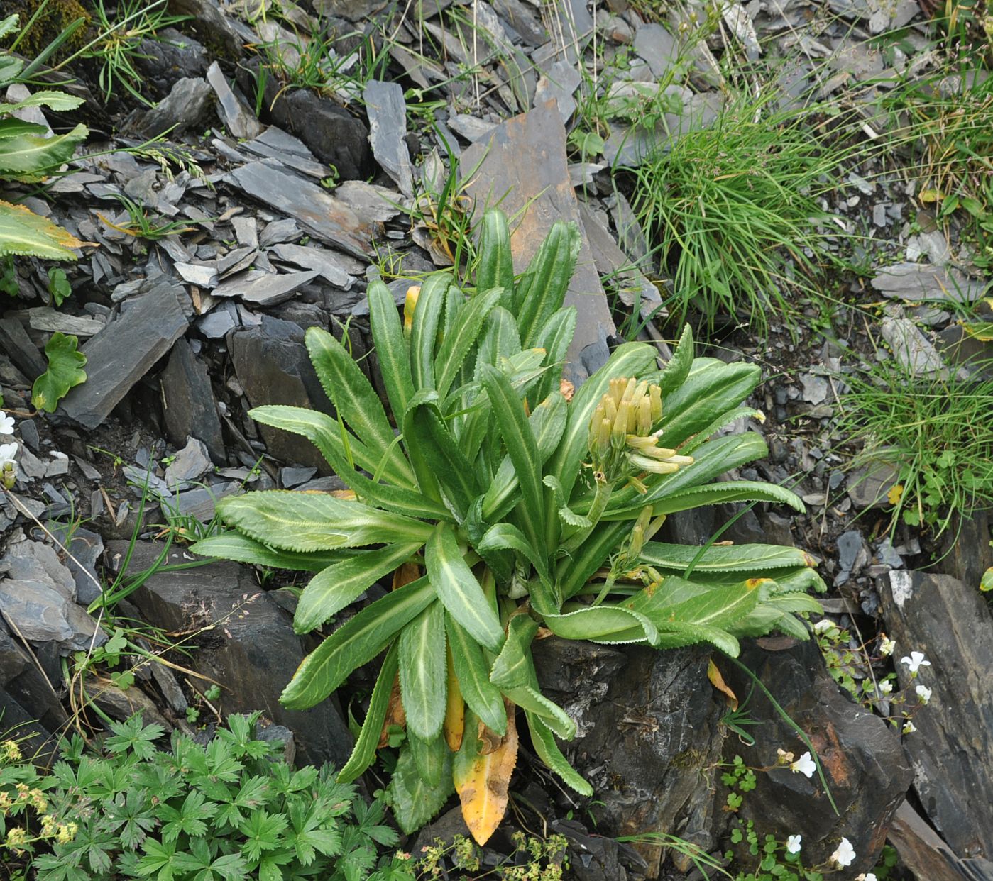 Изображение особи Primula bayernii.