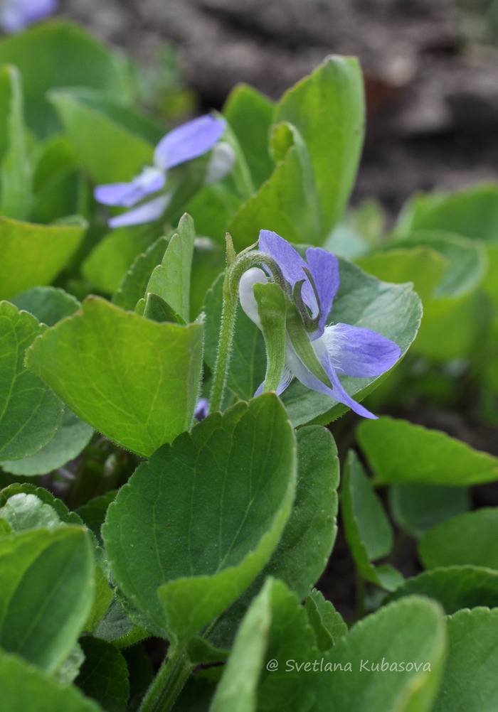 Image of genus Viola specimen.