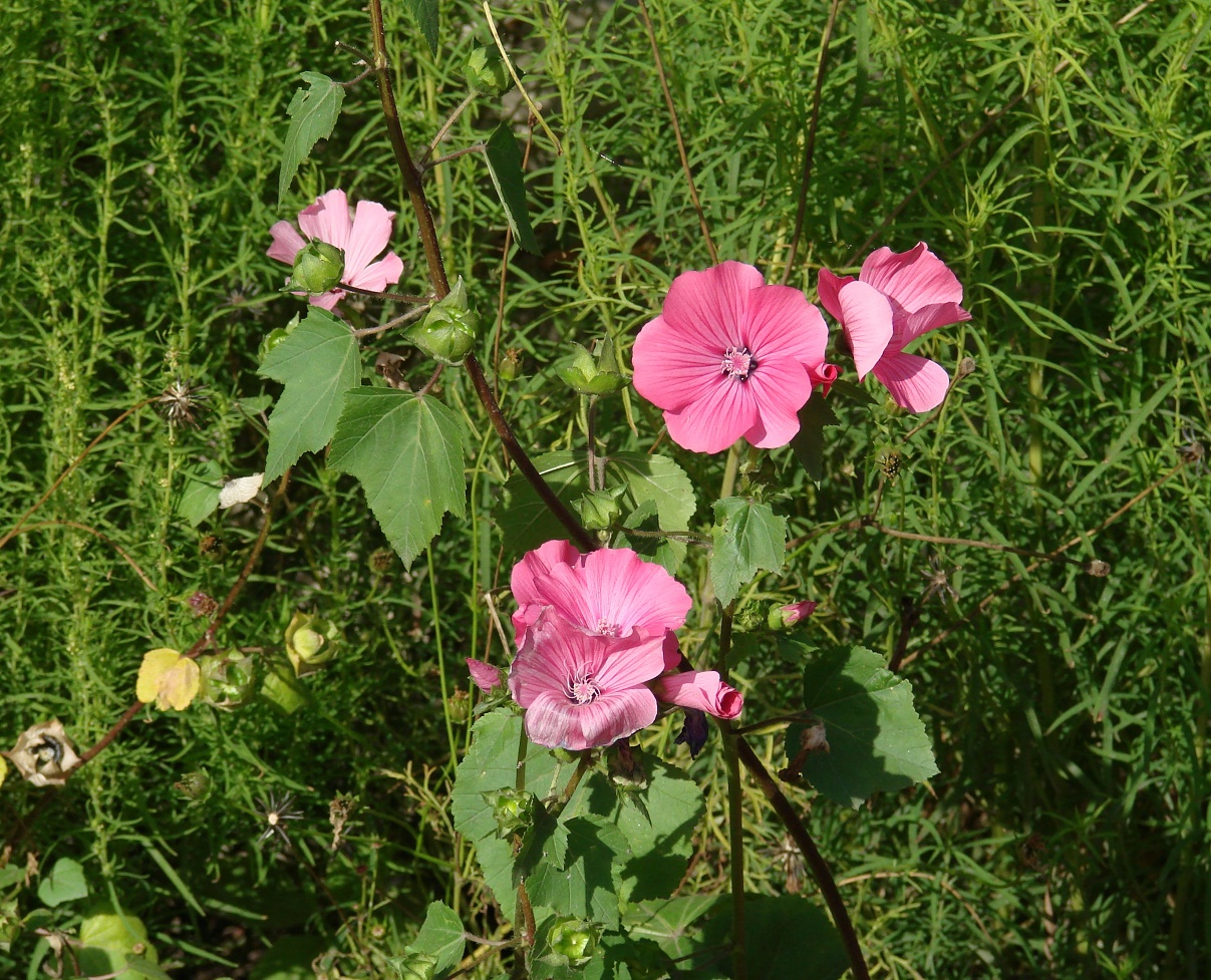 Изображение особи Malva trimestris.