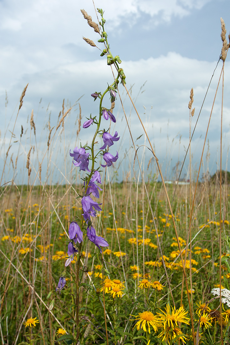 Image of Campanula rapunculoides specimen.