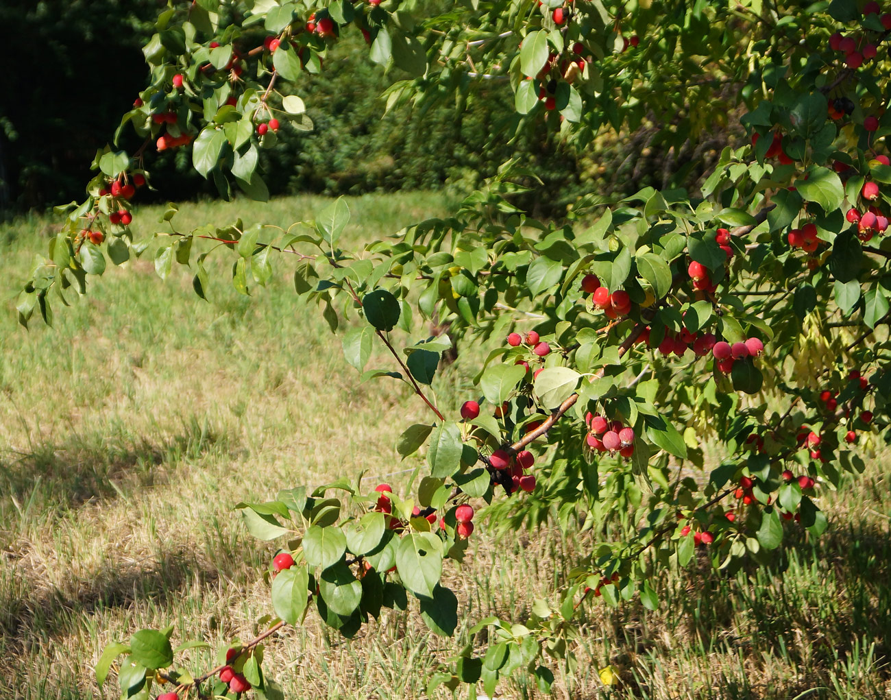 Image of Malus prunifolia specimen.