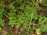 Смотреть изображение Selinum carvifolia