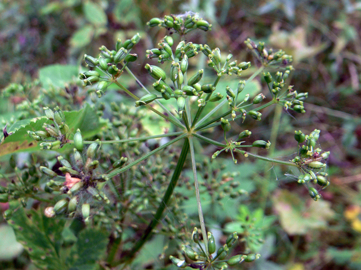 Image of Aegopodium podagraria specimen.