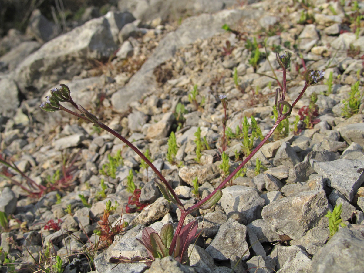 Image of Valerianella falconida specimen.