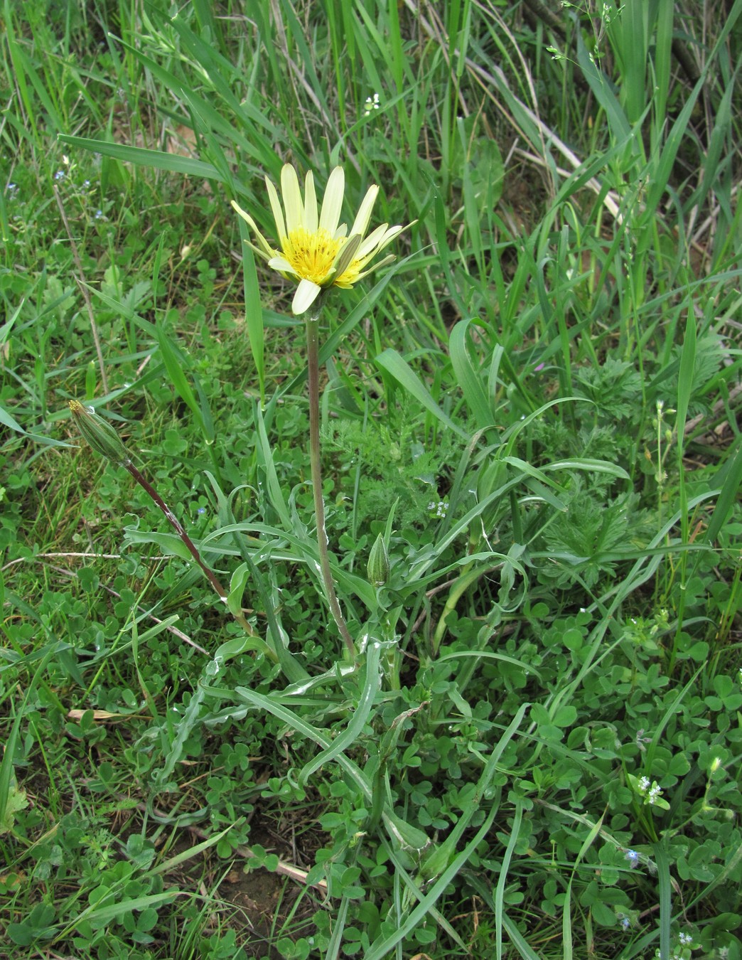 Image of Tragopogon dasyrhynchus specimen.