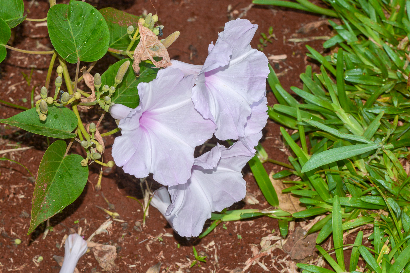 Image of familia Convolvulaceae specimen.