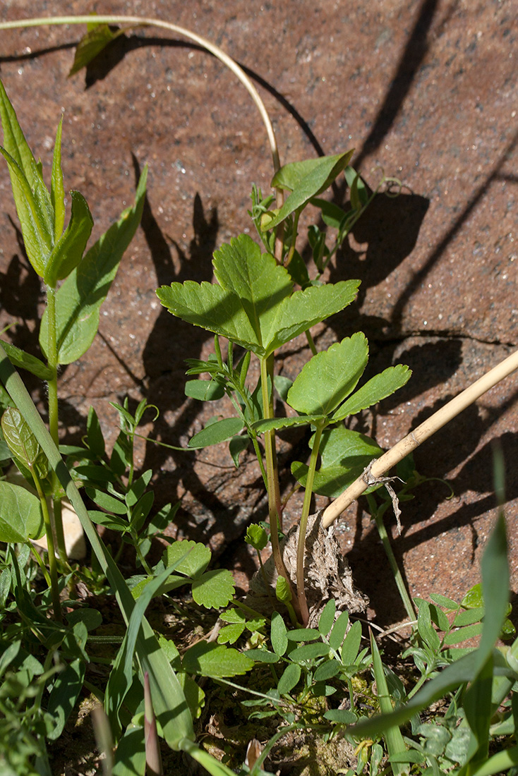 Image of Archangelica litoralis specimen.