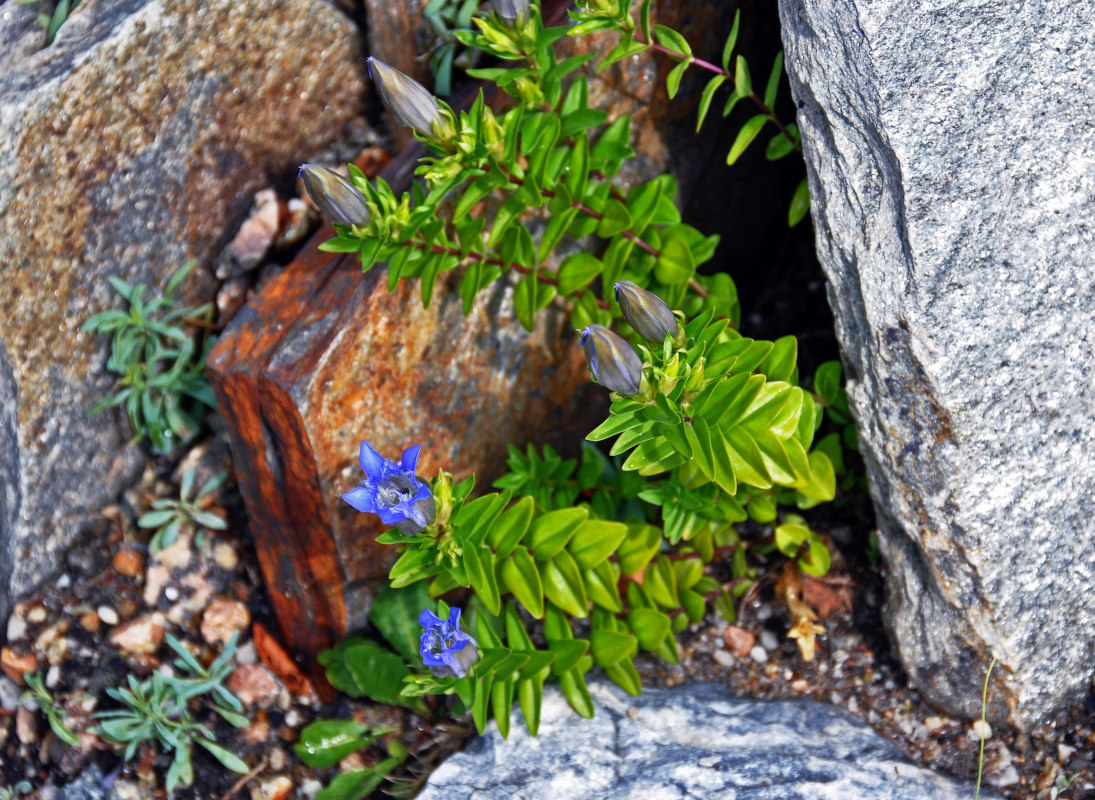 Image of Gentiana septemfida specimen.